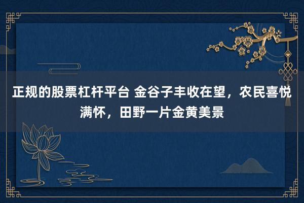 正规的股票杠杆平台 金谷子丰收在望，农民喜悦满怀，田野一片金黄美景
